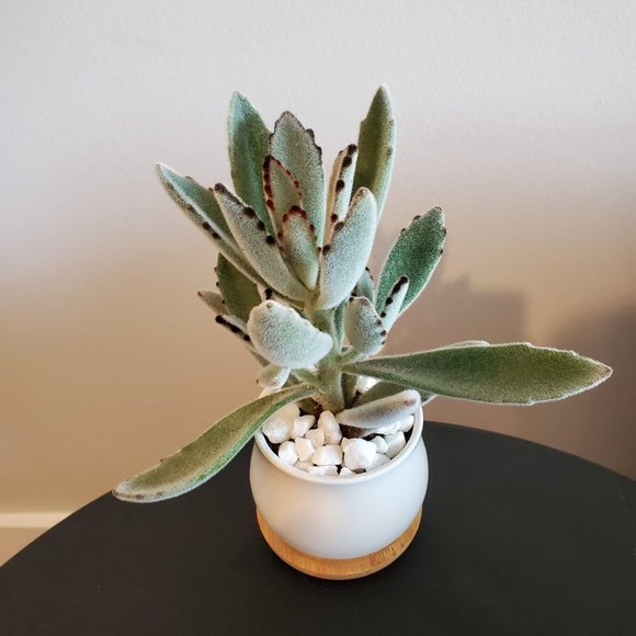 Panda Plant Fuzzy Succulent in White Ceramic Pot, Kalanchoe Tomentosa, Planter - Picture 2 of 6